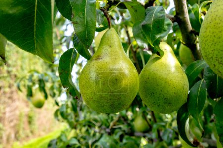 Photo for Green organic orchards with rows of Concorde pear trees with ripe fruits in Betuwe, Gelderland, Netherlands, ready to harvest in september - Royalty Free Image