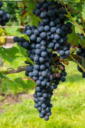 Photo for Wine making in Netherlands, ripe black red wine grape ready for harvest on Dutch vineyards in Betuwe, Gelderland, organic wine - Royalty Free Image