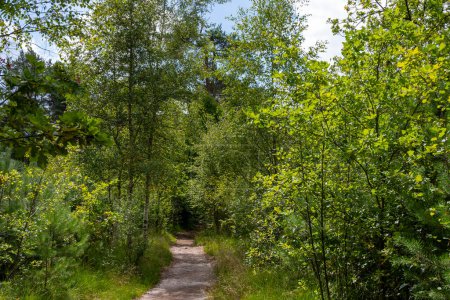 Photo for Nature background, green lung of North Brabant, forest hiking paths in Kempen forest in August, the Netherlands - Royalty Free Image