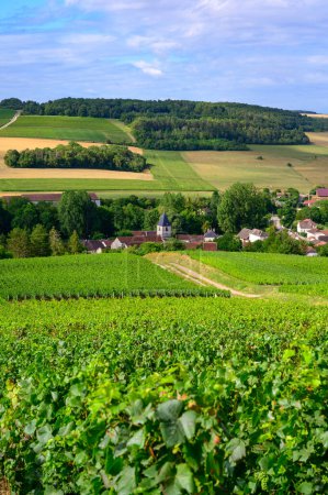 Photo for Hills with vineyards in Urville, champagne vineyards in Cote des Bar, Aube, south of Champange, France - Royalty Free Image