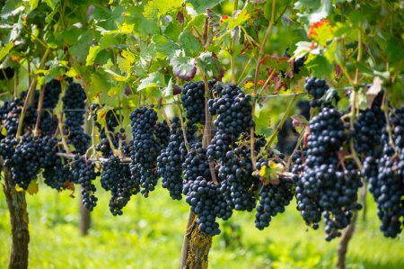 Photo for Wine making in Netherlands, ripe black red wine grape ready for harvest on Dutch vineyards in Betuwe, Gelderland, organic wine - Royalty Free Image