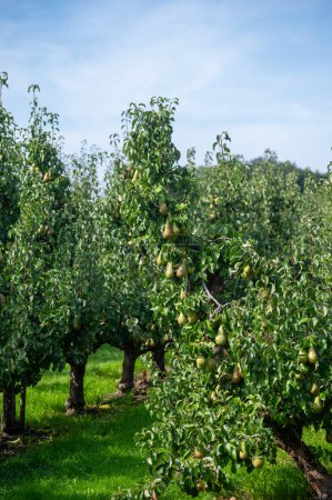 Photo for Green organic orchards with rows of Conference pear trees with ripe fruits in Betuwe, Gelderland, Netherlands, ready to harvest in september - Royalty Free Image