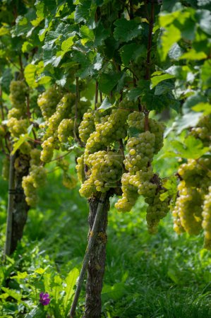 Photo for Wine making in Netherlands, ripe white and rose  wine grape Cabernet Blanc ready for harvest on Dutch vineyards in Betuwe, Gelderland, organic wine - Royalty Free Image