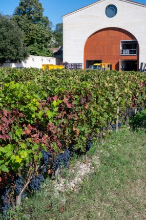 Viñedos verdes con hileras de uva roja Cabernet Sauvignon variedad de viñedos Haut-Medoc en Burdeos, Pauillac, orilla izquierda del estuario Gironda, Francia, listo para cosechar es septiembre