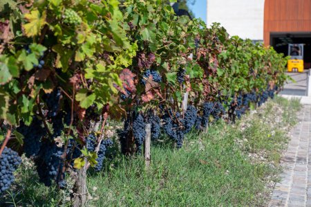 Photo for Green vineyards with rows of red Cabernet Sauvignon grape variety of Haut-Medoc vineyards in Bordeaux, Pauillac, left bank of Gironde Estuary, France, ready to harvest is september - Royalty Free Image