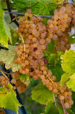 Photo for Harvest time in Cognac white wine region, Charente, ripe ready to harvest ugni blanc grape uses for Cognac strong spirits distillation, Nouvelle-Aquitaine, France - Royalty Free Image