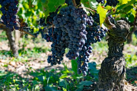 Téléchargez les photos : Récolte en région viticole de Saint-Emilion sur la rive droite à Bordeaux, mûre et prête à la vendange Merlot ou Cabernet Sauvignon raisins rouges, France en septembre - en image libre de droit