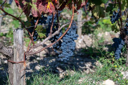 Foto de Viñedos verdes con hileras de uva roja Cabernet Sauvignon variedad de viñedos Haut-Medoc en Burdeos, Pauillac, orilla izquierda del estuario Gironda, Francia, listo para cosechar es septiembre - Imagen libre de derechos