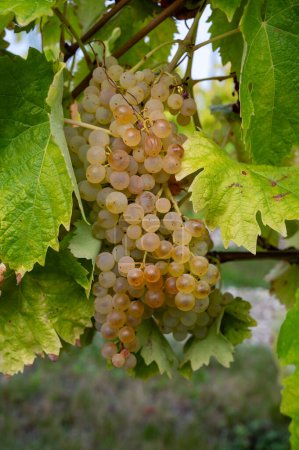Photo for Harvest time in Cognac white wine region, Charente, ripe ready to harvest ugni blanc grape uses for Cognac strong spirits distillation, Nouvelle-Aquitaine, France - Royalty Free Image