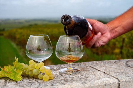 Foto de Degustación de bebida alcohólica fuerte Cognac en la región de Cognac, Charente con hileras de uva ugni blanc madura lista para cosechar sobre los usos de fondo para la destilación de licores, Francia en otoño - Imagen libre de derechos