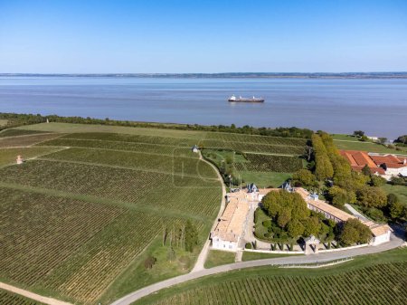 Photo for Aerial view on rows of red Cabernet Sauvignon grape variety of Haut-Medoc vineyards in Bordeaux, Pauillac and water of left bank of Gironde Estuary, France, ready to harvest in September - Royalty Free Image