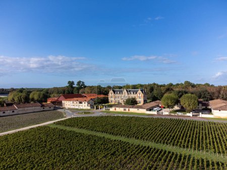 Photo for Aerial view on left bank of Gironde Estuary with green vineyards with red Cabernet Sauvignon grape variety of famous Haut-Medoc red wine making region in Bordeaux, France, harvest time - Royalty Free Image