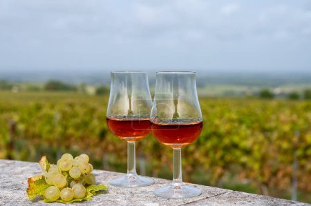 Photo for Tasting of Cognac strong alcohol drink in Cognac region, Charente with rows of ripe ready to harvest ugni blanc grape on background uses for spirits distillation, France in autumn - Royalty Free Image