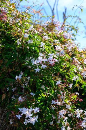 Photo for Botanical collection of medicinal and climbing plants, Jasminum officinale, jasmine plant in blossom. - Royalty Free Image