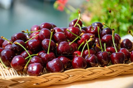 Photo for New harvest of fresh ripe dark red cherry berry served outdoor in Provence, France close up - Royalty Free Image