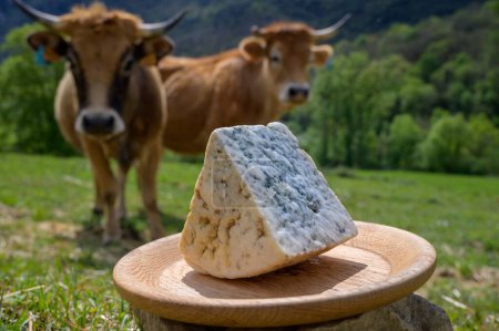 Cabrales, artisan blue cheese made by rural dairy farmers in Asturias, Spain from unpasteurized cows milk or blended with goat or sheep milk with Picos de Europa mountains on background