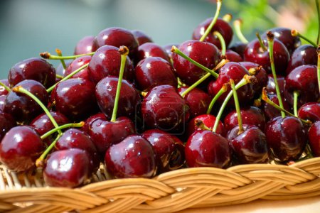 Photo for New harvest of fresh ripe dark red cherry berry served outdoor in Provence, France close up - Royalty Free Image