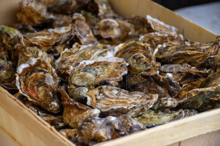 Photo for Fresh french Gillardeau oysters molluscs in wooden box ready to eat close up, Normandy coast - Royalty Free Image