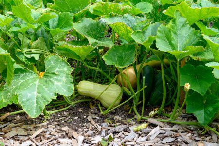 Photo for Open air plantation of ripe courgette zucchini vegetables ready to harvest, eco-friendly organic farming. - Royalty Free Image