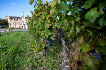 Photo for Green vineyards with rows of red Cabernet Sauvignon grape variety of Haut-Medoc vineyards in Bordeaux, left bank of Gironde Estuary, Margaux, France, ready to harvest - Royalty Free Image