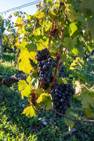Foto de Viñedos verdes con hileras de uva roja Cabernet Sauvignon variedad de viñedos Haut-Medoc en Burdeos, orilla izquierda del estuario Gironda, pueblo de Margaux, Francia, listos para cosechar - Imagen libre de derechos
