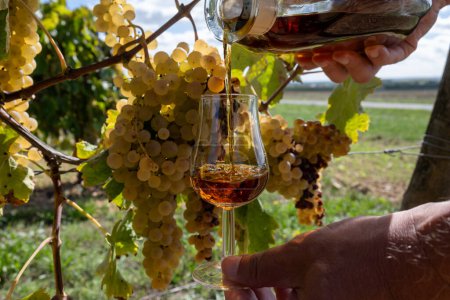 Photo for Tasting of Cognac strong alcohol drink in Cognac region, Grande Champagne, Charente with ripe ready to harvest ugni blanc grape on background uses for spirits distillation, France - Royalty Free Image