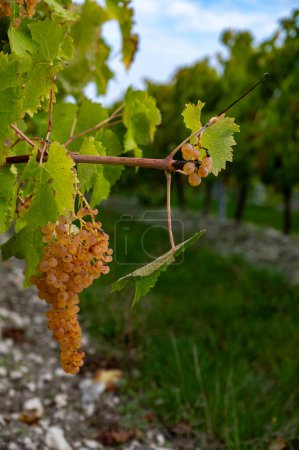 Photo for Harvest time on vineyards of Cognac white wine region, Charente, ripe ready to harvest ugni blanc grape uses for Cognac strong spirits distillation, France - Royalty Free Image