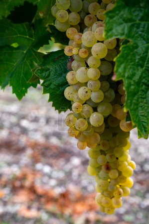 Photo for Harvest time on vineyards of Cognac white wine region, Charente, ripe ready to harvest ugni blanc grape uses for Cognac strong spirits distillation, France - Royalty Free Image