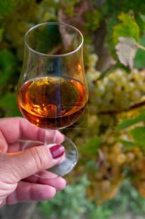 Photo for Tasting of Cognac strong alcohol drink in Cognac region, Grand Champagne, Charente with ripe ready to harvest ugni blanc grape on background uses for spirits distillation, France - Royalty Free Image