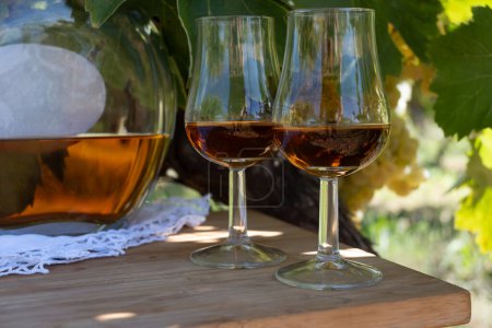 Foto de Degustación de bebida alcohólica fuerte Cognac en la región de Cognac, Grande Champagne, Charente con uva ugni blanc madura lista para cosechar sobre los usos de fondo para la destilación de licores, Francia - Imagen libre de derechos