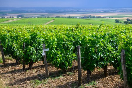 Téléchargez les photos : Vignobles de l'appellation Pouilly-Fume, vinification de vin blanc sec à partir de raisins blancs de sauvignon poussant sur différents types de sols, France - en image libre de droit