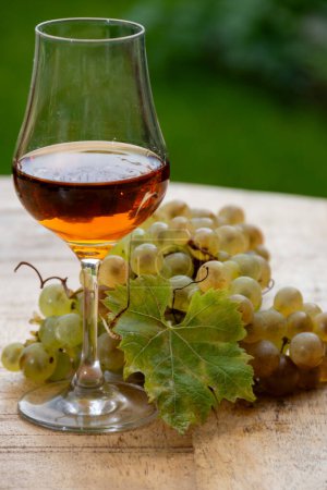 Foto de Degustación al aire libre de la bebida alcohólica fuerte Cognac en la región de Cognac, Charente con racimo de uvas ugni blanc maduras sobre los usos de fondo para la destilación de licores y hierba verde, Francia - Imagen libre de derechos