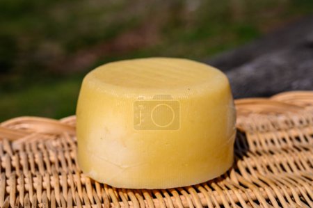 Téléchargez les photos : Différents fromages cantabriens fabriqués à partir de fonte de vache, de chèvre et de mouton dans une fromagerie paysanne, montagnes de Cantabrie, Espagne du Nord - en image libre de droit