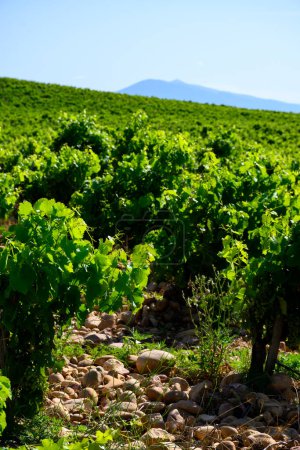 Photo for Vineyards of Chateauneuf du Pape appellation with grapes growing on soils with large rounded stones galets roules, lime stones, gravels, san - Royalty Free Image