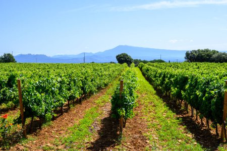 Vineyards of Chateauneuf du Pape appellation with grapes growing on soils with large rounded stones galets roules, view on Ventoux mountain, famous dry red wines, France