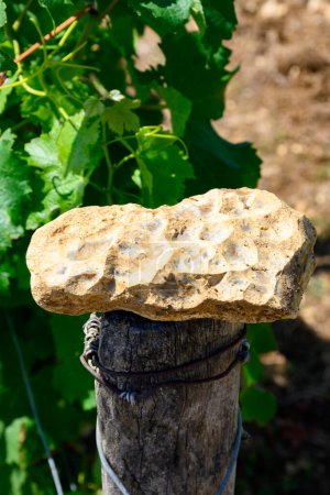 Téléchargez les photos : Échantillon de sol, pierre de silex, vignobles de l'appellation Pouilly-Fume, élaboration de vin blanc sec à partir de raisins blancs de sauvignon poussant sur différents types de sols, France - en image libre de droit