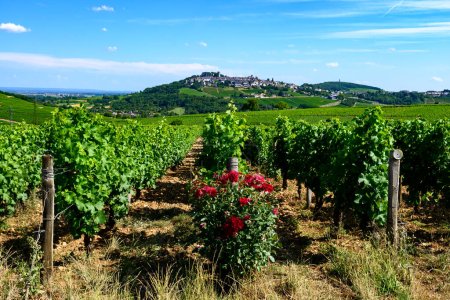 Foto de Vista de viñedos verdes alrededor del pueblo vinícola de Sancerre, hileras de uvas sauvignon blanc en colinas con diferentes suelos, Cher, Valle del Loira, Francia - Imagen libre de derechos