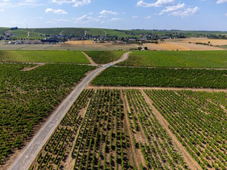 Foto de Vista aérea de viñedos verdes alrededor del pueblo vinícola de Sancerre, hileras de uvas sauvignon blanc en colinas con diferentes suelos, Cher, Valle del Loira, Francia - Imagen libre de derechos