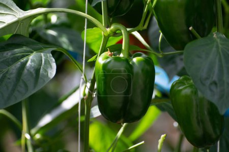 Téléchargez les photos : Gros poivrons mûrs légumes, plantes de paprika poussant dans une serre en verre, agriculture biologique aux Pays-Bas - en image libre de droit