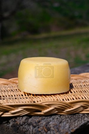 Foto de Diferentes quesos cantábricos elaborados a partir de melk de vaca, cabra y oveja en quesería de agricultores, montañas de Cantabria, norte de España - Imagen libre de derechos