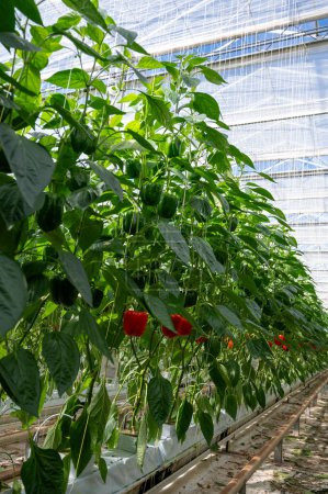 Téléchargez les photos : Gros poivrons mûrs légumes, plantes de paprika poussant dans une serre en verre, agriculture biologique aux Pays-Bas - en image libre de droit