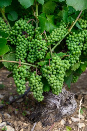 Photo for Upripe green grapes on champagne vineyards in Cote des Bar, Aube, south of Champange region, France - Royalty Free Image