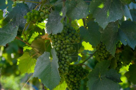 Photo for Upripe green grapes on champagne vineyards in Cote des Bar, Aube, south of Champange region, France - Royalty Free Image