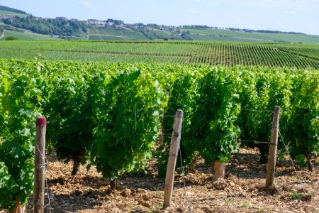 Téléchargez les photos : Vue sur vignobles verdoyants autour du village viticole de Sancerre, rangées de raisins sauvignon blanc sur des collines aux sols différents, Cher, vallée de la Loire, France - en image libre de droit