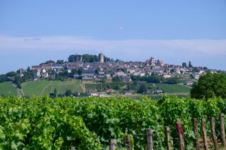 Foto de Vista de viñedos verdes alrededor del pueblo vinícola de Sancerre, hileras de uvas sauvignon blanc en colinas con diferentes suelos, Cher, Valle del Loira, Francia - Imagen libre de derechos