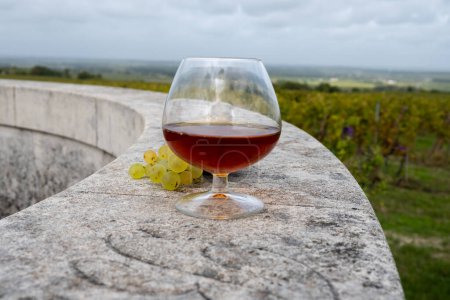 Foto de Degustación de bebida alcohólica fuerte Cognac en la región de Cognac, Grand Champagne, Charente con uva blanca ugni madura lista para cosechar sobre los usos de fondo para la destilación de licores, Francia - Imagen libre de derechos
