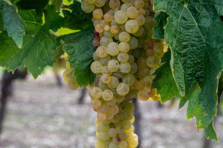 Téléchargez les photos : Récolte sur les vignobles de la région viticole blanche du Cognac, Charente, mûrs et prêts à récolter du raisin blanc ugni pour la distillation des alcools forts du Cognac, France - en image libre de droit