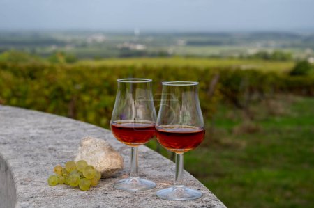 Photo for Tasting of Cognac strong alcohol drink in Cognac region, Grand Champagne, Charente with rows of ripe ready to harvest ugni blanc grape on background uses for spirits distillation, France - Royalty Free Image