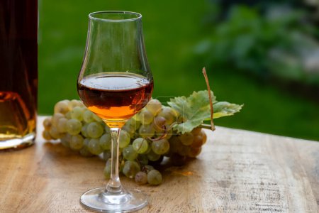 Photo for Outdoor tasting of Cognac strong alcohol drink in Cognac region, Charente with bunch of ripe ugni blanc grapes on background uses for spirits distillation and green grass, France - Royalty Free Image