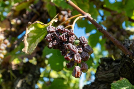 Téléchargez les photos : Raisins blancs de sémillon prêts à être récoltés sur les vignobles de Sauternes dans le village de Barsac affecté par la pourriture noble de Botrytis cinerea, élaboration de vins de Sauternes de dessert doux à Bordeaux, France - en image libre de droit
